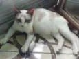 Polly