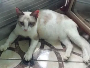 Gato raça  idade 3 anos nome Polly