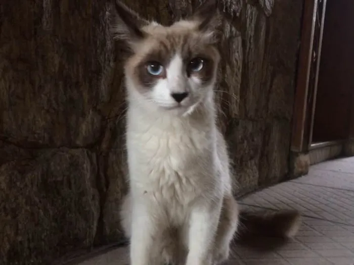Gato ra a Sem raça definida  idade 2 a 6 meses nome Bebe 