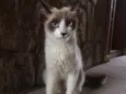 Bebe