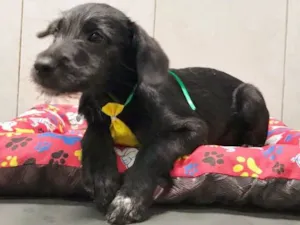 Cachorro raça SRD idade 2 a 6 meses nome BOB