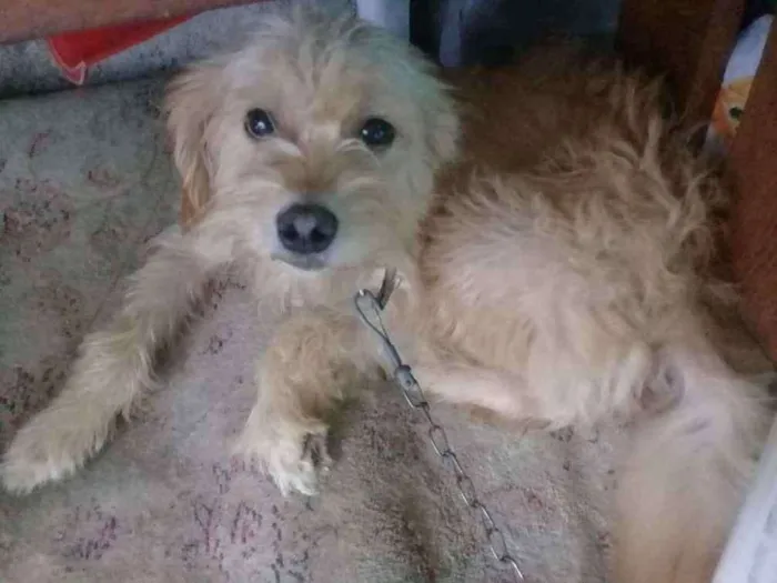 Cachorro ra a Vira lata idade 2 anos nome Flor