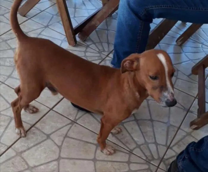 Cachorro ra a SRD idade 1 ano nome Toddy 