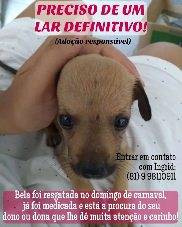 Cachorro ra a SRD idade Abaixo de 2 meses nome Belinha