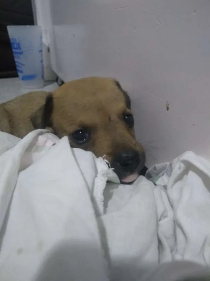 Cachorro ra a SRD idade Abaixo de 2 meses nome Belinha