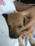 Belinha