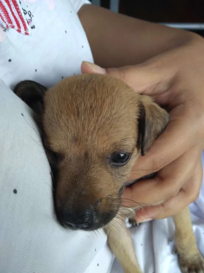 Cachorro ra a SRD idade Abaixo de 2 meses nome Belinha
