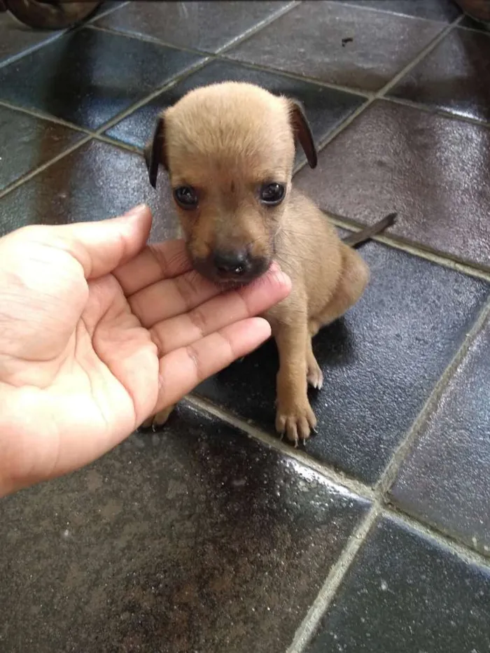 Cachorro ra a SRD idade Abaixo de 2 meses nome Belinha