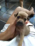 Belinha