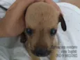 Belinha