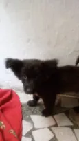 Romeu