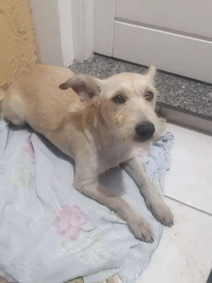 Cachorro ra a Sdr idade 1 ano nome Fofa