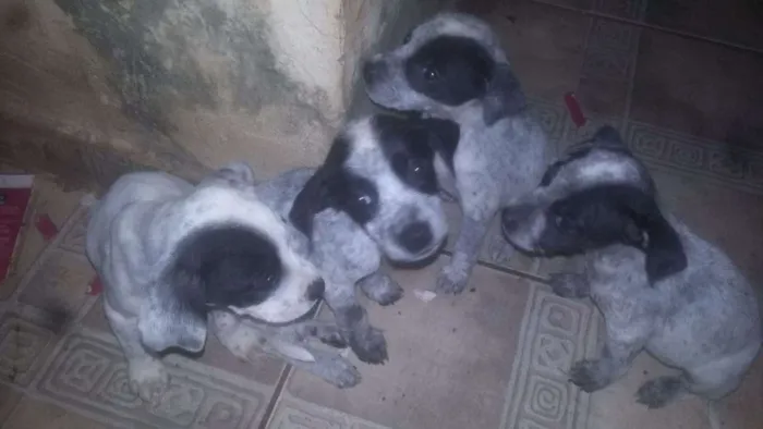 Cachorro ra a pitbull com labrador idade Abaixo de 2 meses nome Nao tem nomes