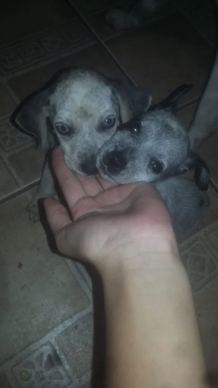 Cachorro ra a pitbull com labrador idade Abaixo de 2 meses nome Nao tem nomes