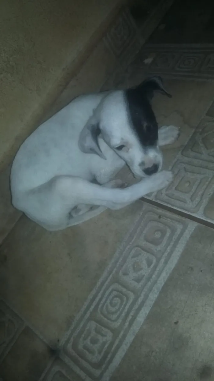 Cachorro ra a pitbull com labrador idade Abaixo de 2 meses nome Nao tem nomes