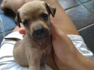 Cachorro raça SRD idade Abaixo de 2 meses nome Belinha