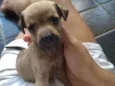 Belinha
