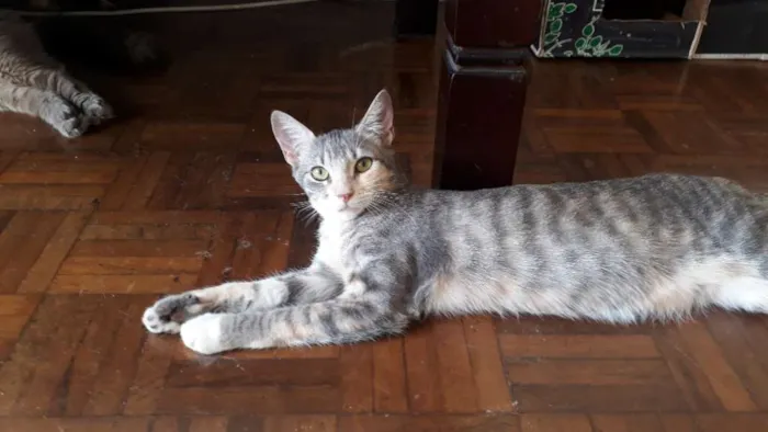Gato ra a  idade 2 a 6 meses nome Gatinhas
