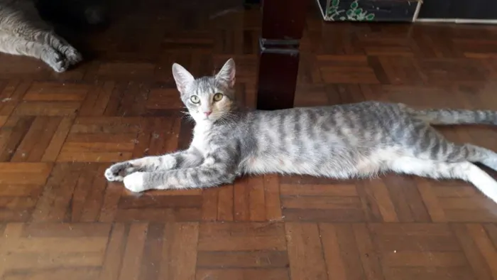Gato ra a  idade 2 a 6 meses nome Gatinhas