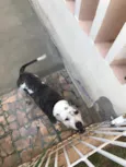 Darla