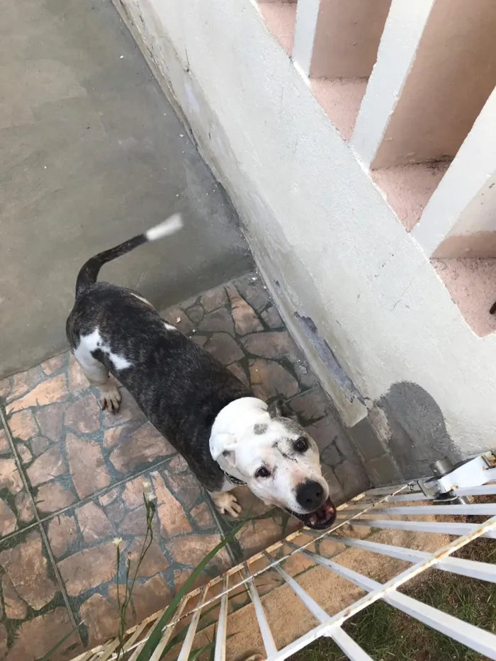 Cachorro raça Pitbull idade 6 ou mais anos nome Darla