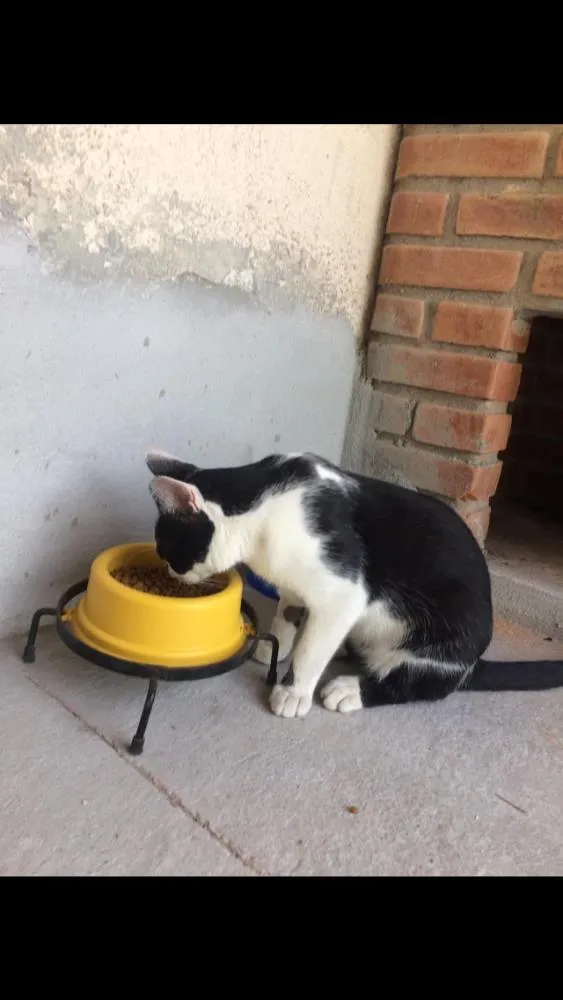 Gato ra a Sem raça definida  idade 2 a 6 meses nome Frajola 