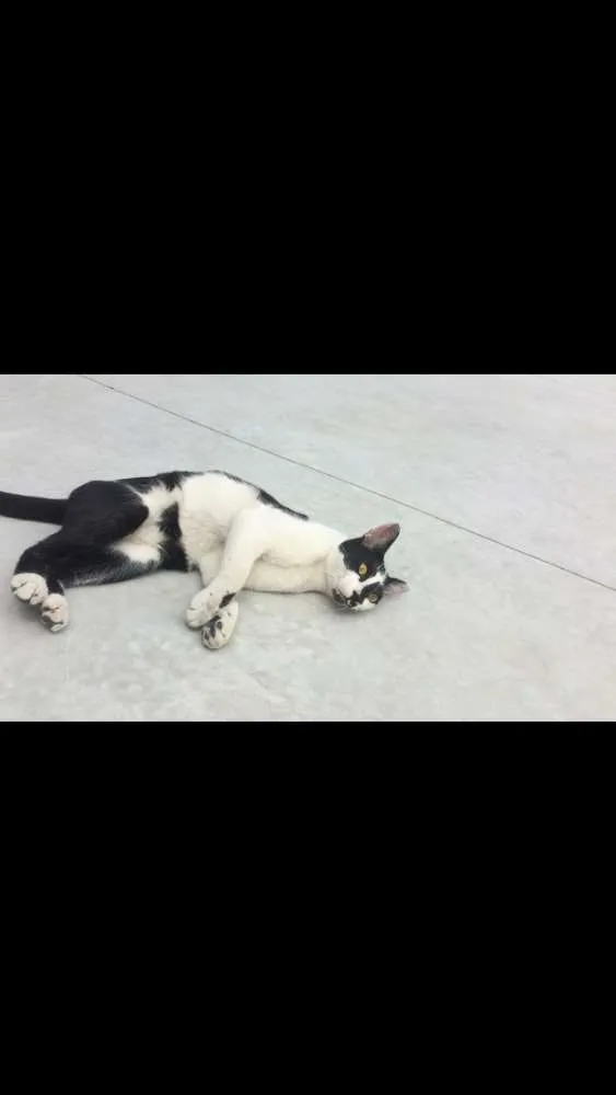 Gato ra a Sem raça definida  idade 2 a 6 meses nome Frajola 