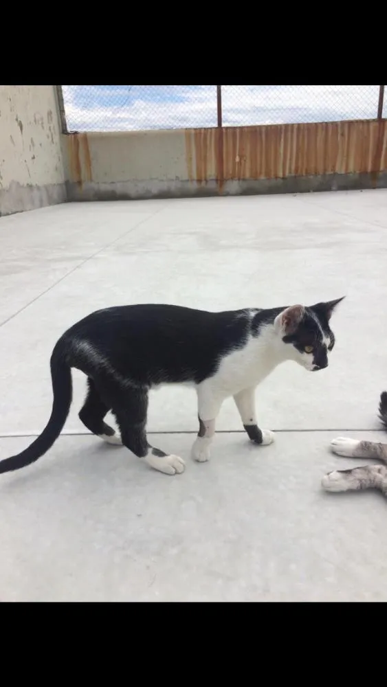 Gato ra a Sem raça definida  idade 2 a 6 meses nome Frajola 
