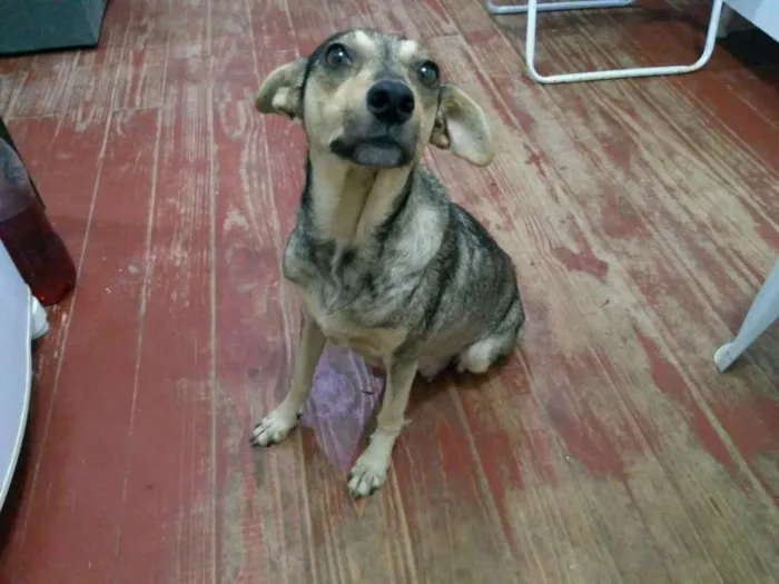 Cachorro ra a Viralata idade 5 anos nome BELA
