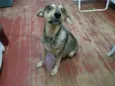 BELA