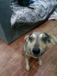 BELA