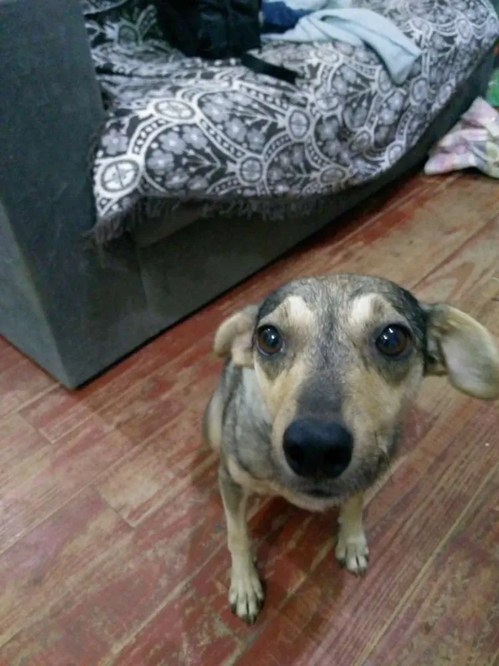 Cachorro ra a Viralata idade 5 anos nome BELA