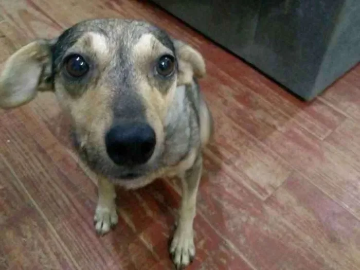 Cachorro ra a Viralata idade 5 anos nome BELA