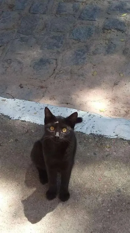 Gato ra a SRD idade 2 anos nome PRETO BRILHOSO      