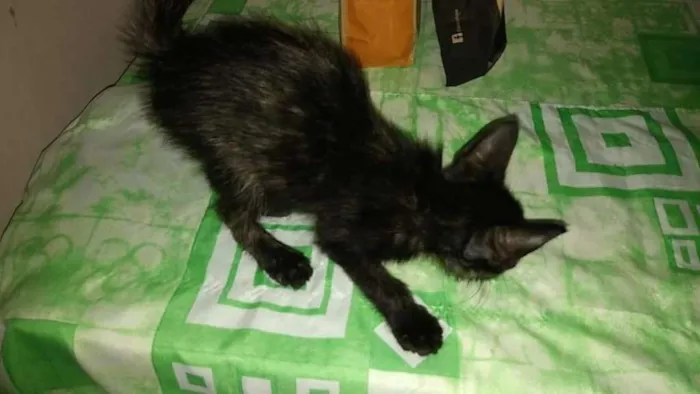 Gato ra a SRD idade 2 anos nome PRETO BRILHOSO      