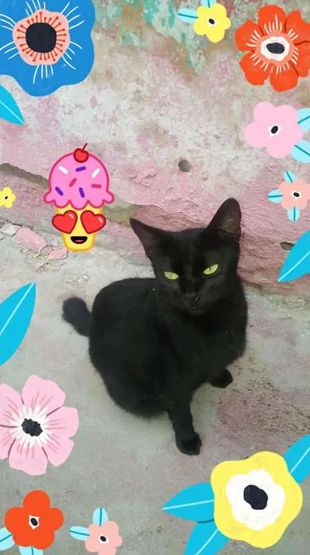 Gato ra a SRD idade 2 anos nome PRETO BRILHOSO      