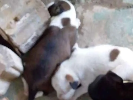 Cachorro raça Vira lata idade 2 anos nome Pretinha