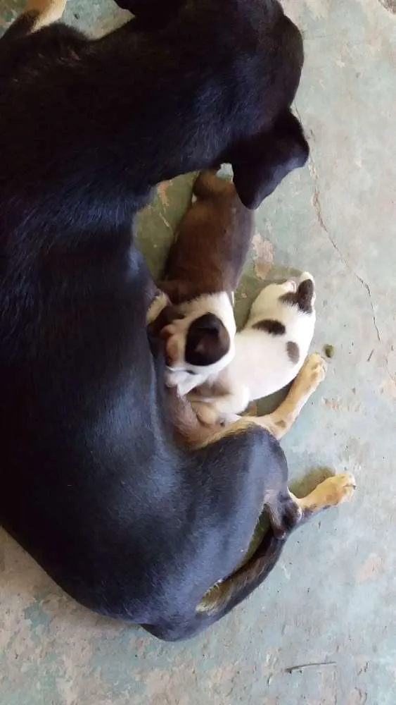 Cachorro raça Vira lata idade 2 anos nome Pretinha