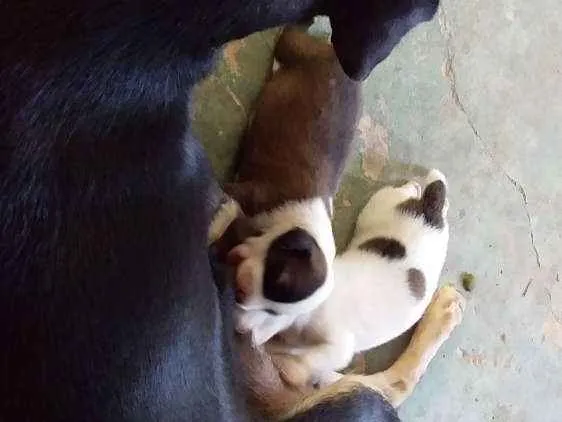 Cachorro raça Vira lata idade 2 anos nome Pretinha