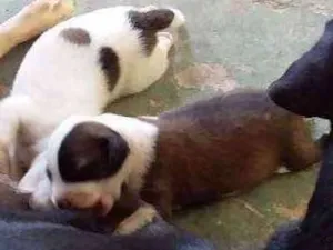 Cachorro raça Vira lata idade 2 anos nome Pretinha