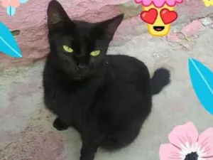 Gato raça SRD idade 2 anos nome PRETO BRILHOSO      