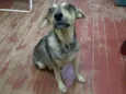 BELA