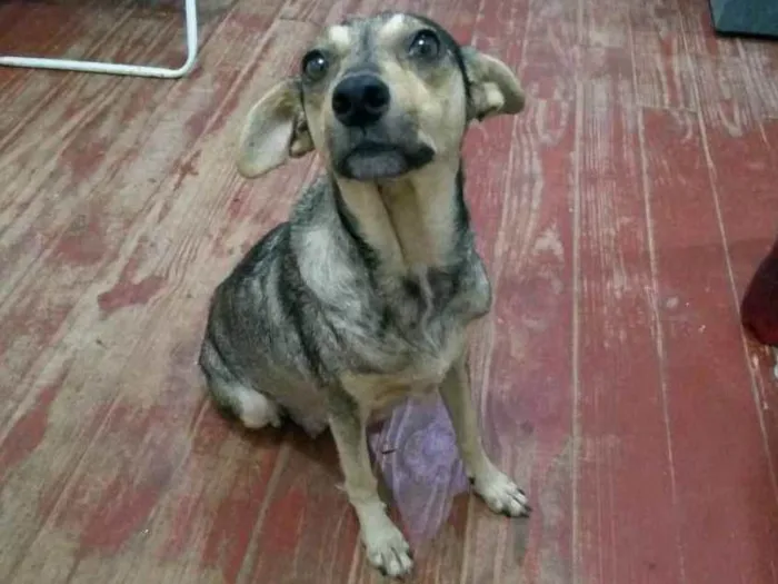 Cachorro ra a Viralata idade 5 anos nome BELA