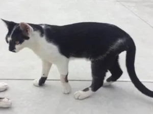 Gato raça Sem raça definida  idade 2 a 6 meses nome Frajola 