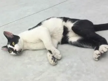Gato ra a Sem raça definida  idade 2 a 6 meses nome Frajola 