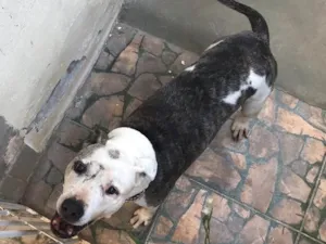 Cachorro raça Pitbull idade 6 ou mais anos nome Darla