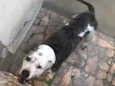 Darla