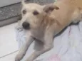 Fofa