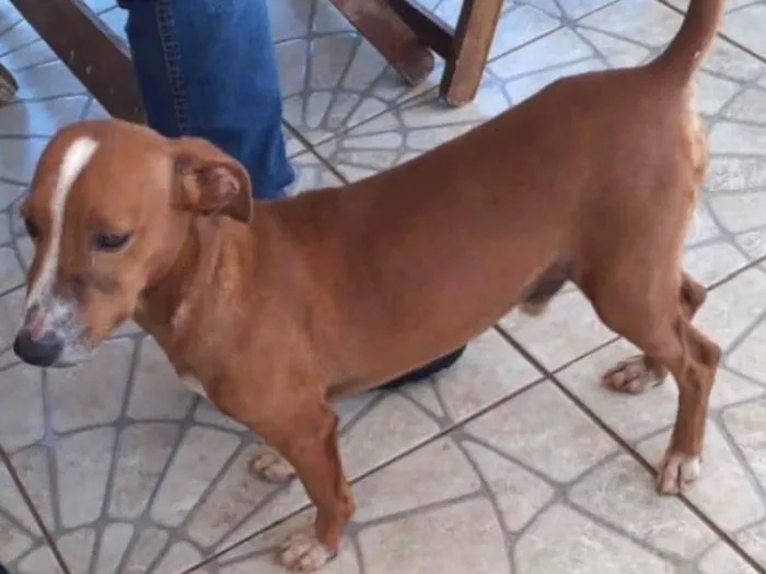 Cachorro ra a SRD idade 1 ano nome Toddy 