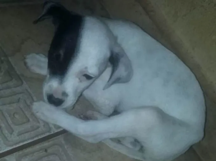 Cachorro ra a pitbull com labrador idade Abaixo de 2 meses nome Nao tem nomes